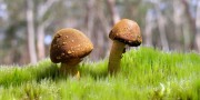 4×100米接力第一棒抢跑被罚出场，替补火线顶上仍帮助团队破纪录，4×100米接力赛世界纪录是谁